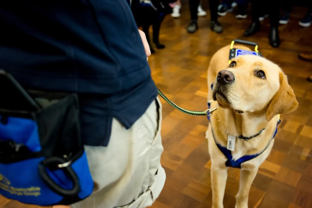 Very good tan labrador guide dog looking up at its handler.